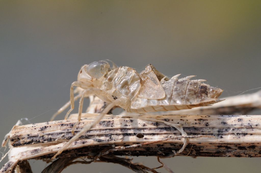 SELYSIOTHEMIS NIGRA: PRIMA SEGNALAZIONE IN PIEMONTE!!!